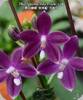 Phal. speciosa Miki Purple